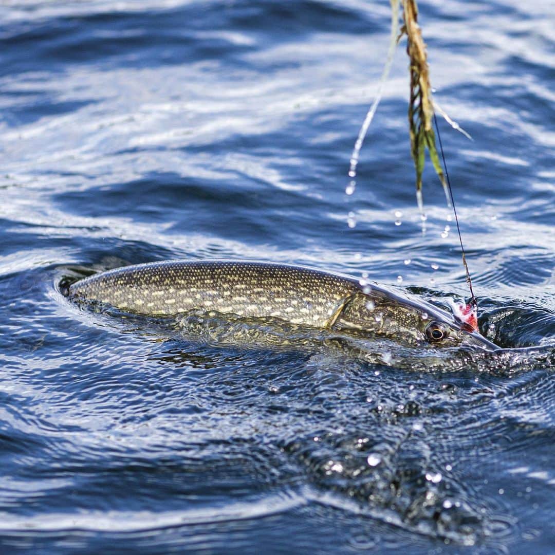 Costa Sunglassesのインスタグラム：「Take a trip up to Northern Ontario with @thesoflycrew on our #BringTheWaterHome podcast playlist. Listen in as the team recaps one of its most recent adventures at the link in our bio. @esnagami_lodge #SeeWhatsOutThere #BornOnTheWater」