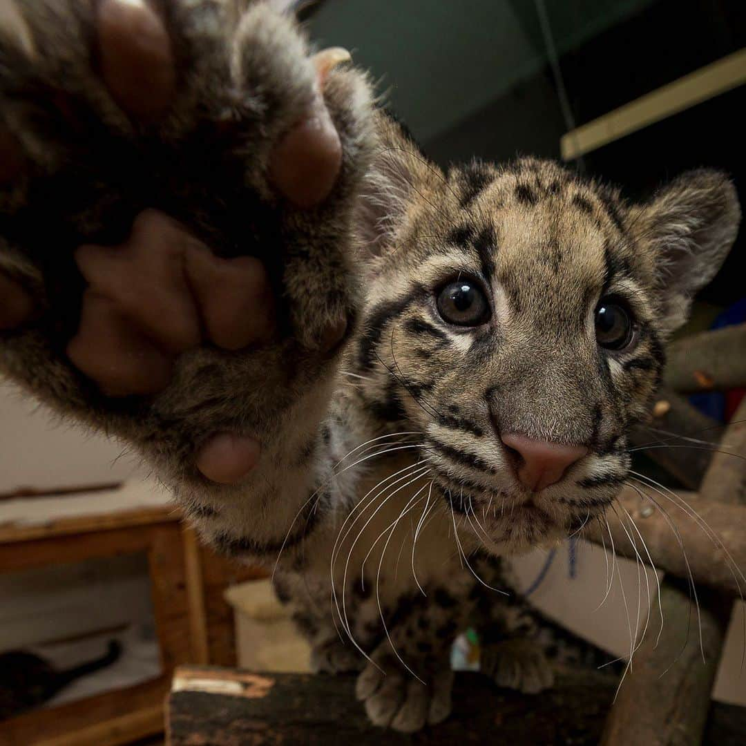 San Diego Zooさんのインスタグラム写真 - (San Diego ZooInstagram)「This throwback to 2012 with cubs Riki-san & Haui-san is the purrfect way to spend #CloudedLeopardDay. Like with all rain forest dwellers, the clouded leopards’ main threat is habitat loss. The cat is also illegally hunted for its beautiful coat, and some mistakenly believe its parts have healing powers. #CloudedCuties #SavingSpecies #SanDiegoZoo」8月5日 5時07分 - sandiegozoo