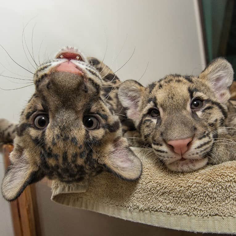 San Diego Zooさんのインスタグラム写真 - (San Diego ZooInstagram)「This throwback to 2012 with cubs Riki-san & Haui-san is the purrfect way to spend #CloudedLeopardDay. Like with all rain forest dwellers, the clouded leopards’ main threat is habitat loss. The cat is also illegally hunted for its beautiful coat, and some mistakenly believe its parts have healing powers. #CloudedCuties #SavingSpecies #SanDiegoZoo」8月5日 5時07分 - sandiegozoo