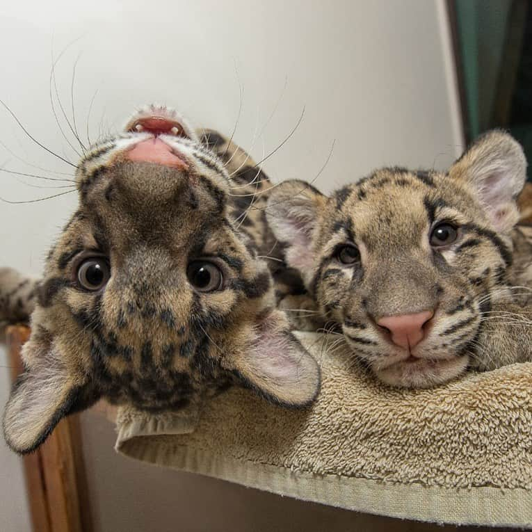 San Diego Zooのインスタグラム