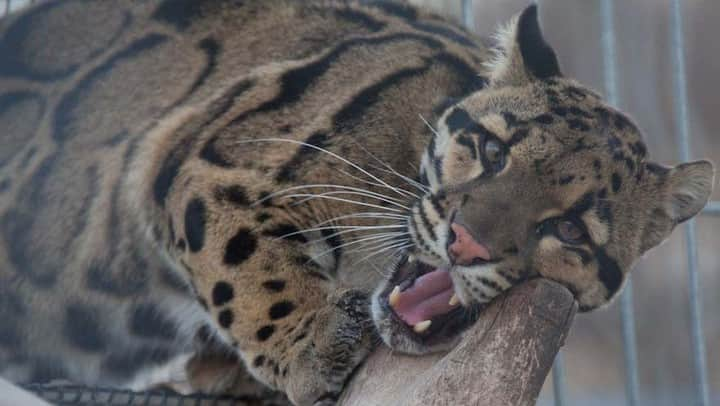 スミソニアン国立動物園さんのインスタグラム写真 - (スミソニアン国立動物園Instagram)「Happy International Clouded Leopard Day! The Smithsonian’s National Zoo and Conservation Biology Institute (SCBI) has a long history of clouded leopard conservation. Collaboration is the key to the conservation of so many rare and endangered species we care for and study.  . . . Since 2002, the Zoo and SCBI have collaborated with Nashville Zoo, Point Defiance Zoo, Thailand’s Zoological Park Organization and the Clouded leopard Species Survival Program (SSP), as part of the Clouded Leopard Consortium (CLC); developing breeding programs and field monitoring projects for clouded leopards in Thailand.  . . .  Dr. Jilian Fazio, a research fellow with the Zoo, currently serves as the clouded leopard SSP coordinator for the North American population under human care. In her role, she determines which animals to breed by considering their genetic makeup, social needs, temperament and overall health. SSP coordination with the CLC in Thailand has resulted in the birth of over 80 cubs—including SCBI's JoGayle (pictured here), the first of 13 genetically valuable clouded leopards imported to the US to help create a more sustainable population.  . . .  Consortium scientists continue to develop reproductive management techniques to maintain populations not only in the U.S. but also throughout the world. The first successful clouded leopard artificial insemination was performed at Nashville Zoo in 1992 by SCBI scientist Dr. JoGayle Howard and Nashville Zoo president Rick Schwartz. In 2015, SCBI scientists contributed to a successful birth using artificial insemination at the Khao Khew Open Zoo in Thailand. In 2017, SCBI and the Nashville Zoo collaborated to produce a female clouded leopard cub at the Tennessee facility using frozen/thawed semen. This accomplishment was a first for this species and a giant step for global conservation efforts.」8月5日 5時13分 - smithsonianzoo