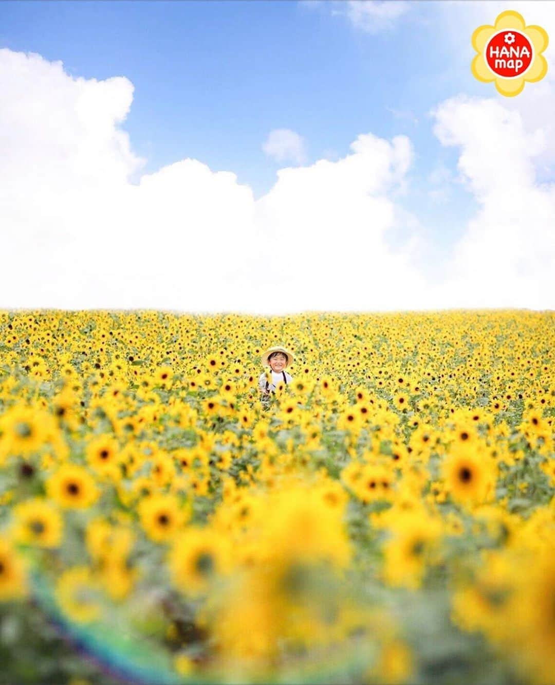 はなまっぷ❁日本の花風景さんのインスタグラム写真 - (はなまっぷ❁日本の花風景Instagram)「🌸はなまっぷ🌸 * @chocolate.317 さんの 花のある風景に花まるを💮 * ヒマワリ畑の中からニッコリと、可愛い笑顔をありがとうございます😊🌸 * 千葉　#東京ドイツ村 Tokyo German Village, Chiba Pref. * 🌼向日葵の花言葉📝🌼 あなたを見つめる、愛慕 * 見頃を過ぎている場所もご紹介しています。お出かけの際はHP等で最新の情報をご確認くださいね🙏🌸 * 🌸•••🌸•••🌸•••🌸•••🌸•••🌸 * いつも素敵なお花をありがとうございます😊 日本の花のある風景にタグ付けしてください🌸 お花があれば何でもOKです💓 * #はなまっぷ * #日本の美しい花風景#花のある風景#花#花言葉#風景#ヒマワリ#向日葵#ひまわり」8月5日 16時38分 - hanamap