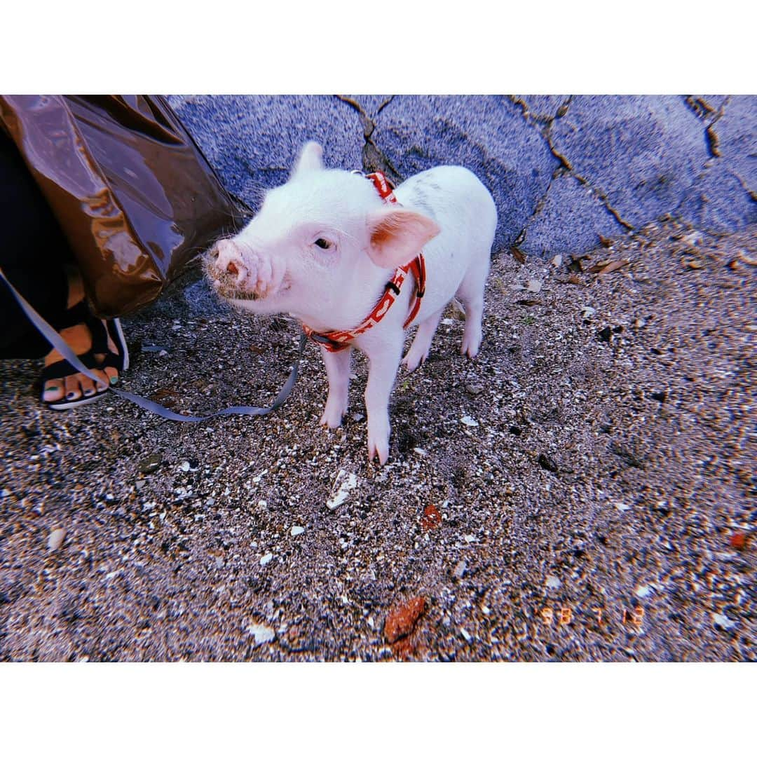 杉原枝利香さんのインスタグラム写真 - (杉原枝利香Instagram)「#🐷 #cutepig #lovely #pig  . . 穴を掘る習性があるから鼻が砂だらけ😊 おやつのお麩をあげさせてもらったよ。 可愛かったから思わず話しかけちゃって飼い主さんは嫌そうにしてなかったけど、コロナもあってこういう話しかけるのも辞めたほうがいいのかなって…なんか寂しいな。 . . #りンご #杉原枝利香 #actress #model  #rq #シードル  #cidre #hardcider #シードルアンバサダー #ambassador #乾杯 #cheers #りんご #林檎 #apple #お酒 #🍎」8月5日 16時46分 - erikasugihara