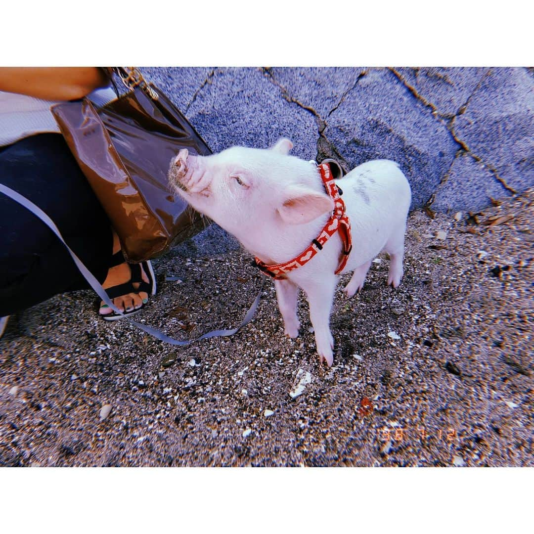 杉原枝利香さんのインスタグラム写真 - (杉原枝利香Instagram)「#🐷 #cutepig #lovely #pig  . . 穴を掘る習性があるから鼻が砂だらけ😊 おやつのお麩をあげさせてもらったよ。 可愛かったから思わず話しかけちゃって飼い主さんは嫌そうにしてなかったけど、コロナもあってこういう話しかけるのも辞めたほうがいいのかなって…なんか寂しいな。 . . #りンご #杉原枝利香 #actress #model  #rq #シードル  #cidre #hardcider #シードルアンバサダー #ambassador #乾杯 #cheers #りんご #林檎 #apple #お酒 #🍎」8月5日 16時46分 - erikasugihara