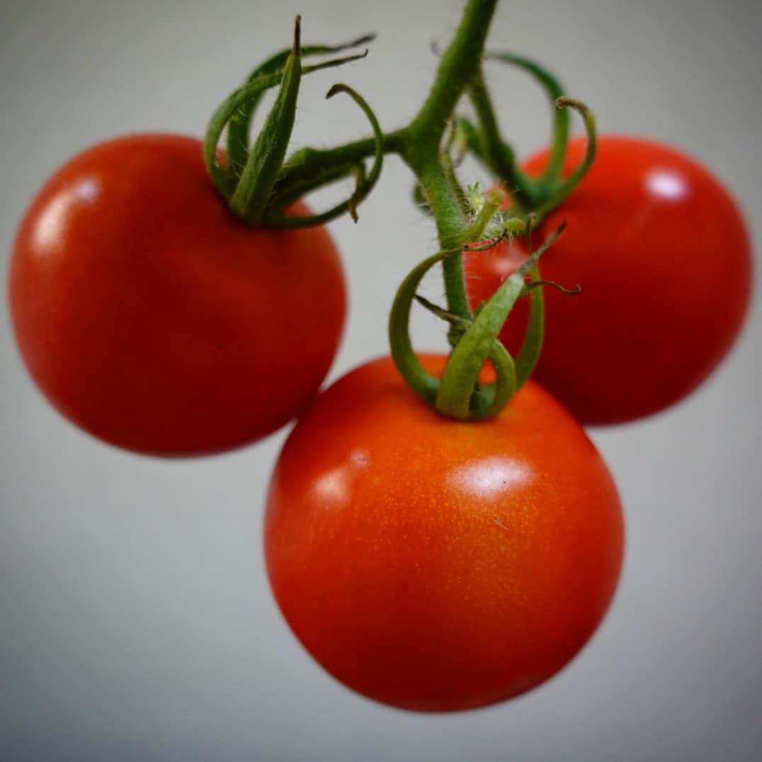 大嶋和也のインスタグラム：「家庭菜園で出来たトマト🍅収穫して食べてみました！ 美味しそうでしょ？？ 今まで食べた中で1番不味かった笑 吐き出しました笑」