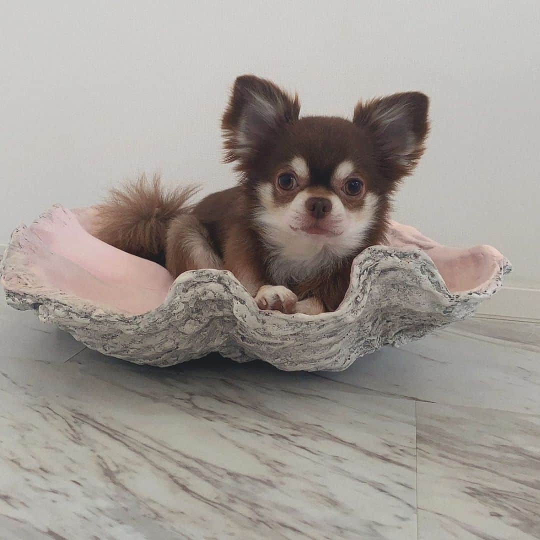Tomomi Teradaのインスタグラム：「Thank you so much😍 I loooove it and so he does🐶💖 素敵なギフトを頂きました🎁中身を知らされてなかったから、突然のお〜〜っきな貝殻にびっくり🐚(しかもイギリスからどんぶらこと…🤣✈)️チュロよりもおっきいの💖 * * #本日のチュロ」