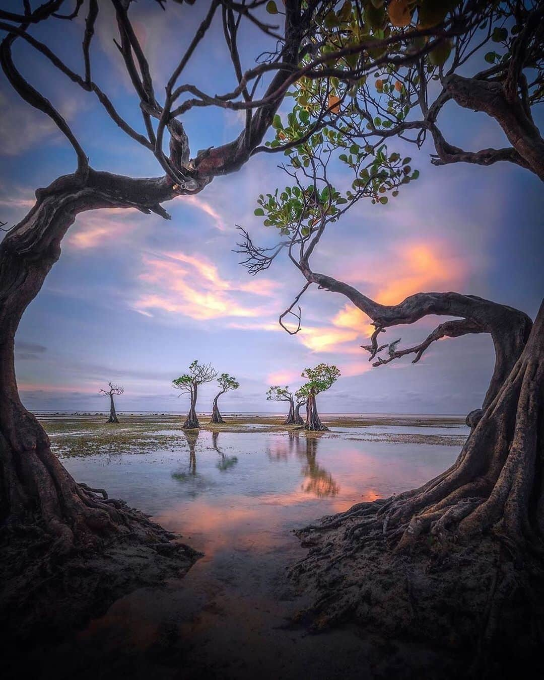 Canon Photographyさんのインスタグラム写真 - (Canon PhotographyInstagram)「What an awesome sunset!  Photography // @bahterazar Curated by @steffeneisenacher  #sunset #tree #tree_captures #tree_magic #reflectiongram #walakiribeach #indonesia」8月5日 15時29分 - cpcollectives