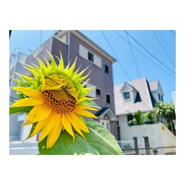 中山こころさんのインスタグラム写真 - (中山こころInstagram)「* 五分咲きひまわり🌻 と 満開ひまわり🌻 * 歩いてると所々にひまわり咲いてて 明るい気分になるね💛 * 久しぶりにお散歩して 汗かきました🥵🥵🥵 * #ひまわり #1番好きな花  #汗だく #熱中症注意  #sunflower」8月5日 15時53分 - coocoorooo