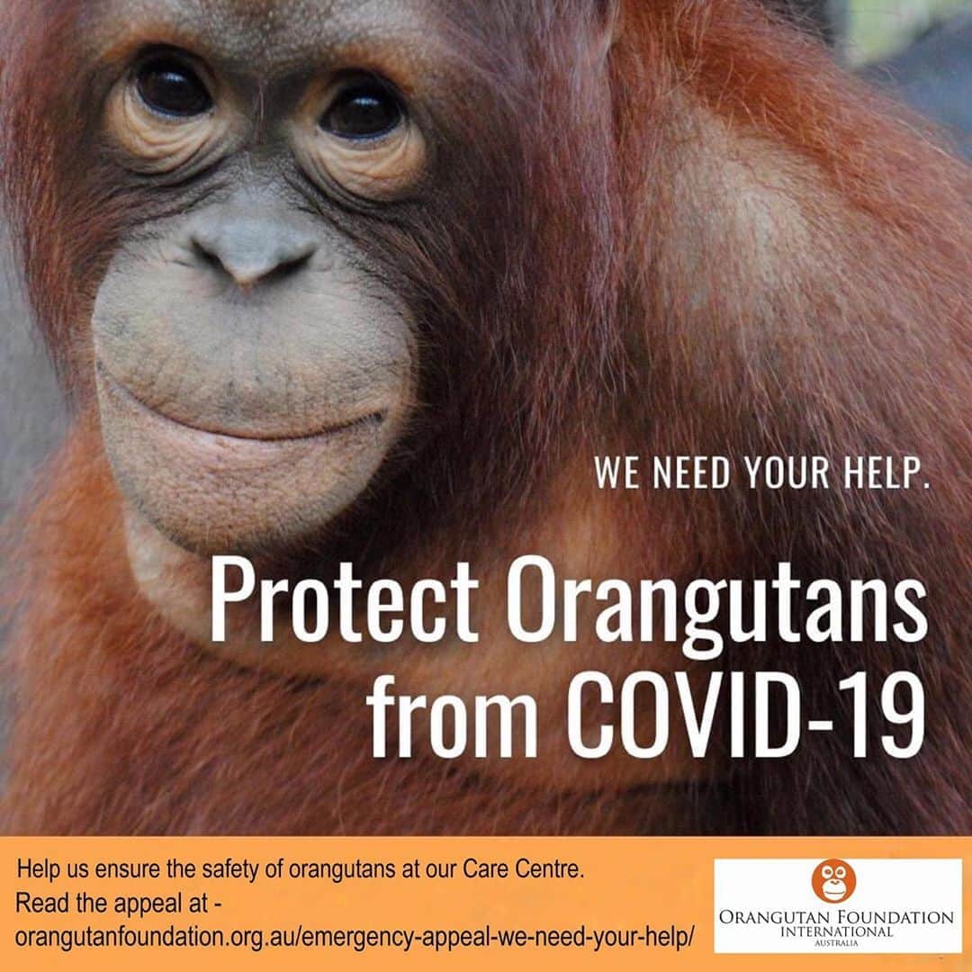 OFI Australiaさんのインスタグラム写真 - (OFI AustraliaInstagram)「During this time of struggle against a global pandemic, now more than ever we need your help to continue the important work of saving orangutans in Borneo and ensuring their protection from COVID-19. We are running low on supplies and desperately need additional funding to purchase vital protection equipment for our staff to ensure the safety of the orangutans in our care. Please read this emergency appeal from Dr Biruté Mary Galdikas and donate at https://orangutanfoundation.org.au/emergency-appeal-we-need-your-help/. The link is in our bio.  _____________________________________ 🦧 OFIA Founder: Kobe Steele kobe@ofiaustralia.com  OFIA Patron: Dr Birute Galdikas @drbirute @orangutanfoundationintl @orangutan.canada www.orangutanfoundation.org.au 🦧 🧡 🦧 #orangutan #orphan #rescue #rehabilitate #release #BornToBeWild #Borneo #Indonesia #CampLeakey #orangutans #savetheorangutans #sayNOtopalmoil #palmoil #deforestation #destruction #rainforest #instagood #photooftheday #environment #nature #instanature #endangeredspecies #criticallyendangered #wildlife #orangutanfoundationintl #ofi #drbirute #ofiaustralia #FosterAnOrangutanToday」8月5日 16時14分 - ofi_australia