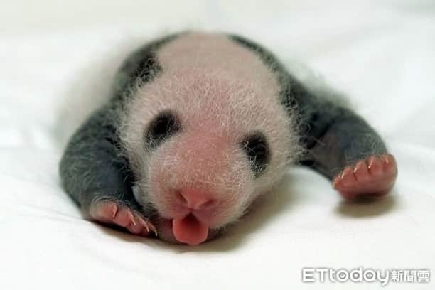 iPandaさんのインスタグラム写真 - (iPandaInstagram)「Heartwarming pictures of giant panda Yuan Yuan’s second daughter born at Taipei Zoo for our panda lovers! Nannies would hold her chubby head carefully to weigh her. She began to show her excellent tongue-rolling skill since she was 12 days old.  (Photo credit: Taipei Zoo; special thank to ETtoday) 🐼 🐼 🐼 #Panda #iPanda #Cute #PandaPic #PandaNews #FriendshipMessenger #HowGiantPandasGrowUp」8月5日 16時30分 - ipandachannel