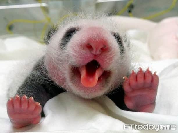 iPandaさんのインスタグラム写真 - (iPandaInstagram)「Heartwarming pictures of giant panda Yuan Yuan’s second daughter born at Taipei Zoo for our panda lovers! Nannies would hold her chubby head carefully to weigh her. She began to show her excellent tongue-rolling skill since she was 12 days old.  (Photo credit: Taipei Zoo; special thank to ETtoday) 🐼 🐼 🐼 #Panda #iPanda #Cute #PandaPic #PandaNews #FriendshipMessenger #HowGiantPandasGrowUp」8月5日 16時30分 - ipandachannel