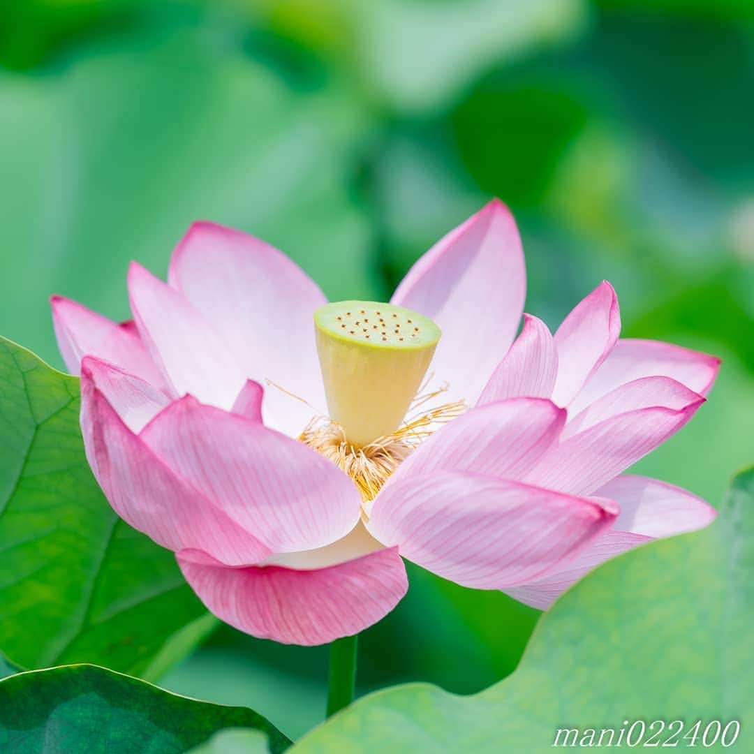 mani022400のインスタグラム：「. 5 Aug. 2020 ． . Good morning🌸🌺🌹✨ 情報番組を観ていて 家の中でもクーラーをつけてくださいと… クーラーつけた方が身体に良いんですね 昨日まで寝る時、クーラーつけずに 羽毛布団をかけてました😆 . . location:Tokyo camera:a7r3 lens:Sony135GM  . . 🌺🌺🌺🌷🌷🌷🌹🌹🌹🌸🌸🌸 ご訪問ありがとうございます🙇 . お花以外の写真は サブアカウントにポストしています。 良かったら、覗いてください🙇🙇 ⬇️⬇️⬇️ @mani0224000   . 🌺🌺🌺🌷🌷🌷🌹🌹🌹🌸🌸🌸 . . . . . 🔷🔷🔷🔷🔷🔷🔷🔷🔷 #thanks_dear_yui  discoverwithalpha ﻿ japan_ilc﻿  a7rm3 ﻿ sel135f18gm  sel55f18z  #カメラ好きな人と繋がりたい  #flower  #花 #flowers   #写真好きな人と繋がりたい love_bestjapan  serahana ファインダー越しの私の世界    #花のある暮らし  #bns_lite #eclecticshow #explore_floral . #9vaga9  9Vaga_Rose9  9vaga_3flowers9  #floristsandflowers #ip_for_blossoms_vip  #fabulous_shots ig_flowers #ponyfony_flowers #meiko_flora_member meiko_roses  #myheartinshots #la_flowers #rainbow_petals #top_favourite_flowers  #quintaflower #inspiring_shot #phx_flowers dreaming_in_macro #j_flower_shots flower_special_legend　nature_special_legend  #ind_flowers #tv_flowers　　 #best_mmf_vipday  #best_beauty_flora_  9vaga_flowersart9 #ptk_flowers #fleur_noblesse_m  .」