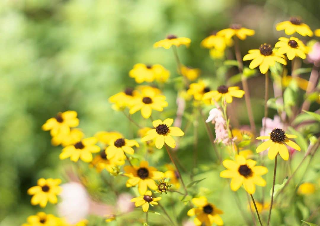 kiccyomuのインスタグラム：「☀️ 2020.08.05 Wed 先日のお写ん歩で見かけた花🌼 名前はよくわからないけど… #心に花を  お写ん歩も そろそろ辛くなってくる…夏💦 水曜日…今日も元気に🤗  location #千葉 📷撮影 2020年08月02日 #オールドレンズ 📷 Minolta 絞りF2」