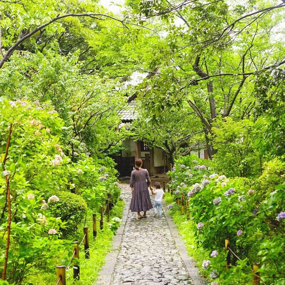 LOVEGREEN -植物と暮らしを豊かに。さんのインスタグラム写真 - (LOVEGREEN -植物と暮らしを豊かに。Instagram)「［前田有紀の一“花”言］ . フラワーアーティストの前田有紀さん( @yukimaeda0117 )が、一家言ならぬ一“花”言と称して、その時期に気になる旬のお花や魅力、そして前田さんならではのアレンジ術などお届けしています。 . -------------------- . 「夏の鎌倉さんぽ」 鎌倉に住んでいてもなかなか行く機会のなかった鎌倉山。今回の「一”花”言」では、家族で鎌倉山に訪れたときのことをお届けします。 . この夏は、長期間のお出かけプランは立てていない人も多いかもしれませんが、自宅近くで意外な素敵な場所を見つけるいい機会かもしれません。 . -------------------- . 記事はLOVEGREENからチェックしてみてくださいね🌻 . #散歩 #鎌倉 #鎌倉山 #紫陽花 #アジサイ #あじさい #庭 #さんぽ #庭のある暮らし #ガーデン #植物 #植物のある暮らし #植物と暮らす #植物が好き #花 #花が好き #花のある暮らし #花と暮らす #春 #LOVEGREENストア #植物と暮らしを豊かに #シンプルライフ #ライフスタイル #暮らし #園芸 #ガーデニング」8月5日 9時00分 - lovegreen_official