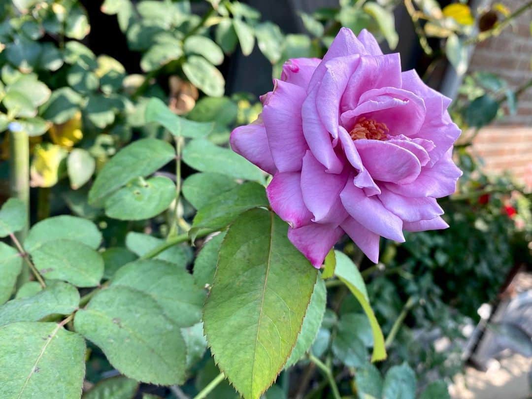 のインスタグラム：「‪#バラ日記 #roses‬ ‪98日目　晴れ‬  ‪シャルルドゴール ピエールドロンサール 芽衣 フランソワーズゴジャール  バレリーナ チアガール  ‪#roses🌹 #rosestagram #rose‬」
