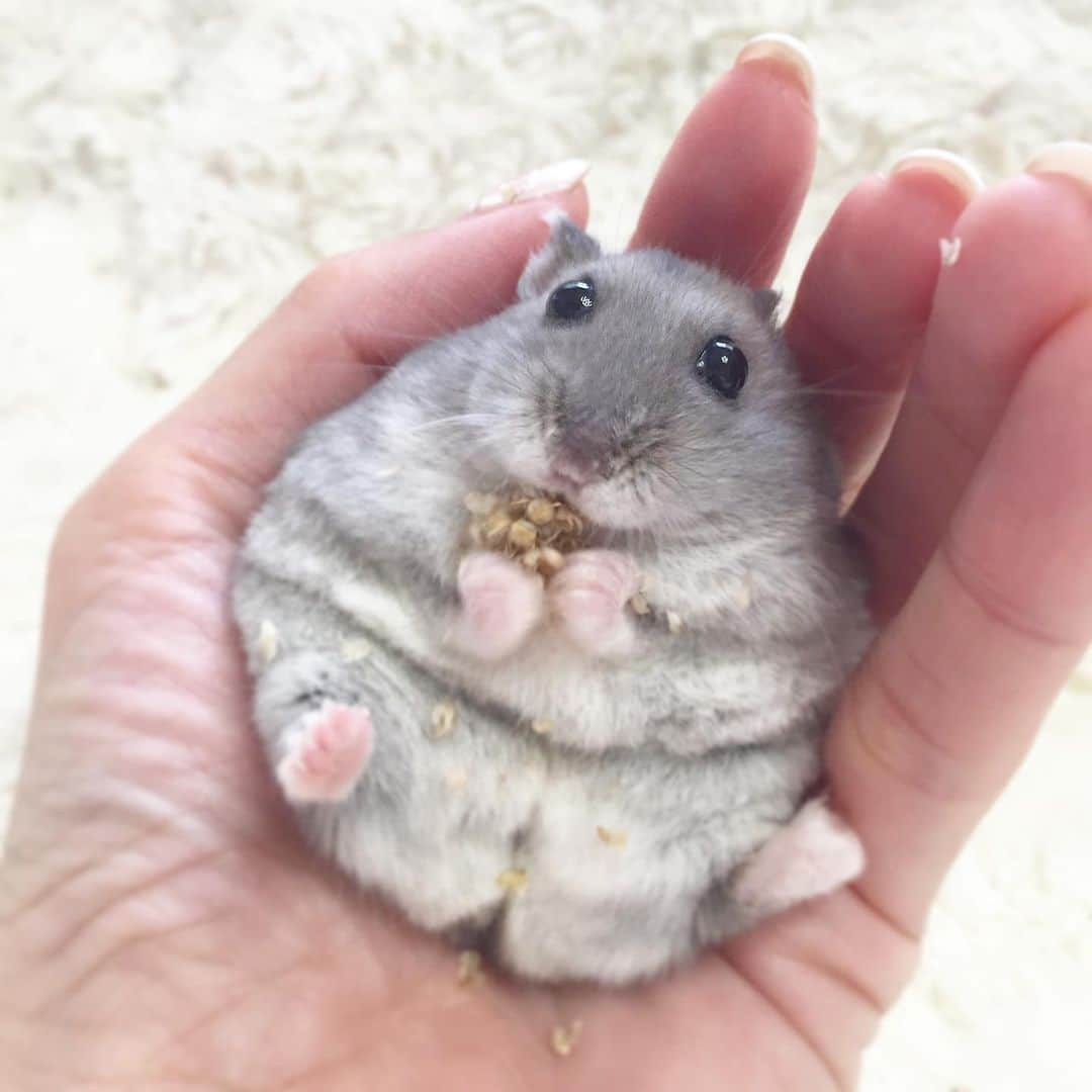 hamster_mocoのインスタグラム