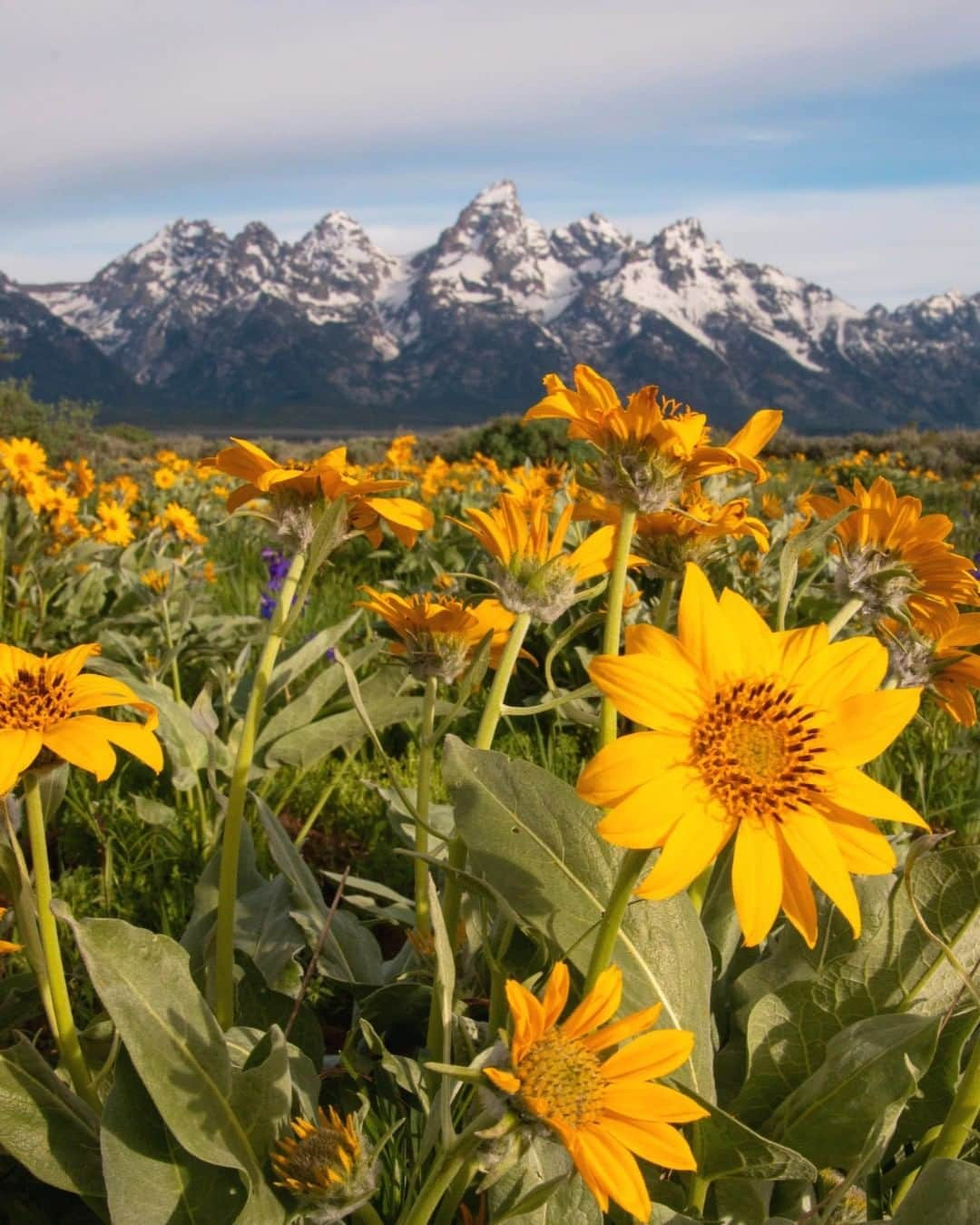 アメリカ内務省さんのインスタグラム写真 - (アメリカ内務省Instagram)「Arrowleaf balsamroot is a lovely yellow #wildflower found throughout the #RockyMountain region, growing at elevations between 4,000 and 8,000 feet. Thick on hillsides or flatlands, this sunny blossom is sure to brighten your summer visit to Grand Teton National Park in #Wyoming. The contrast of the delicate flowers and the jagged mountains dominating the horizon create a wonderful scene, perfect for pictures and memories. Today we're celebrating because President Trump signed the historic #GreatAmericanOutdoorsAct. National parks, #publiclands & the Land & Water Conservation Fund will receive massive funding increases to address deferred maintenance and support conservation & recreation projects. Photo by Julia Bonney, National Park Service. #USInterior #RecreateResponsibly」8月5日 9時17分 - usinterior