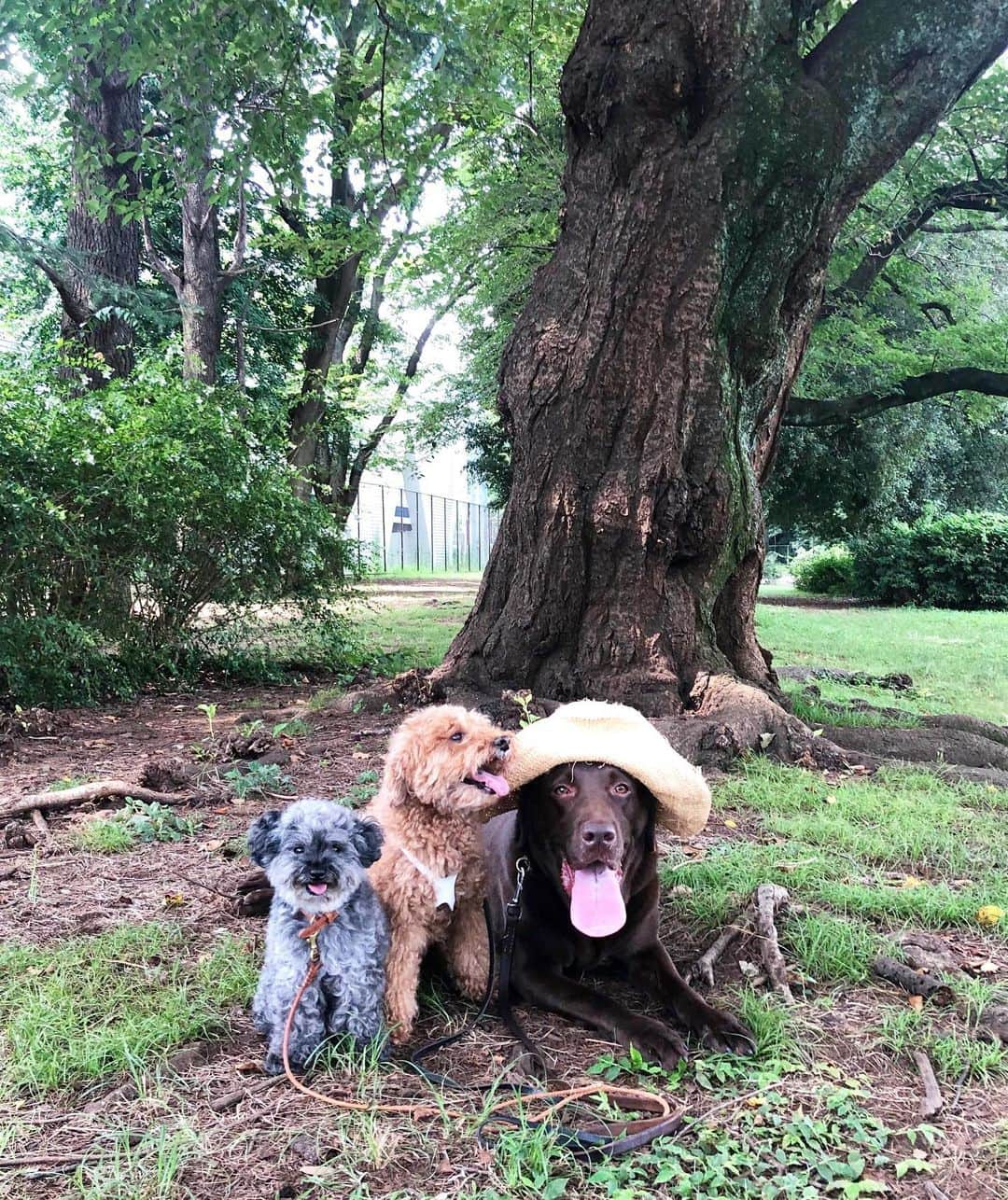 masakiさんのインスタグラム写真 - (masakiInstagram)「wed.5 Aug.2020 はれ 朝から蝉がギャーギャー鳴いてます 今日は暑い！ しかーも、もっと暑くなるってんだから ヒー=3 帽子、手ぬぐい忘れずにね！」8月5日 10時04分 - mogurapicassowols