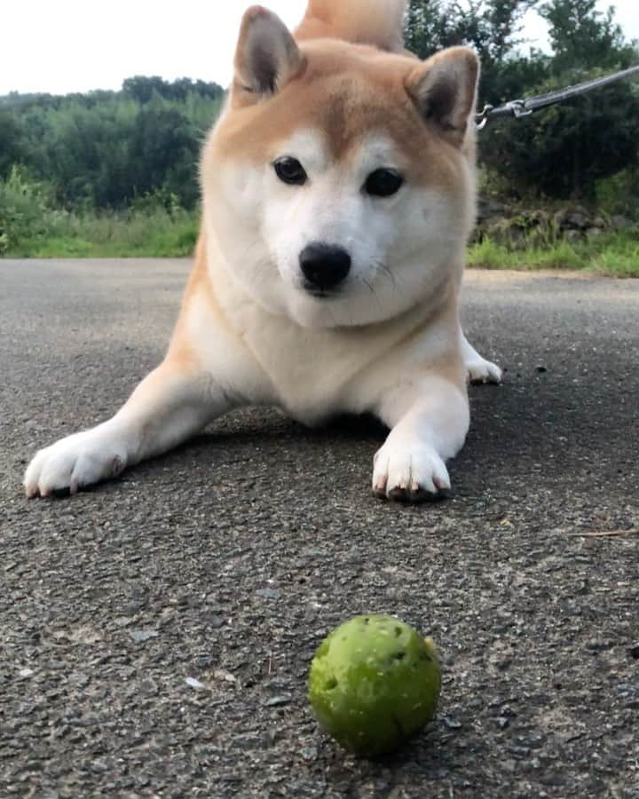 豆助左衛門（まめすけざえもん）のインスタグラム