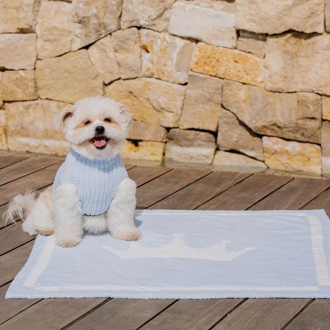 のインスタグラム：「Pet blanket or baby blanket? We’ll let you decide 😌 #barefootdreams」