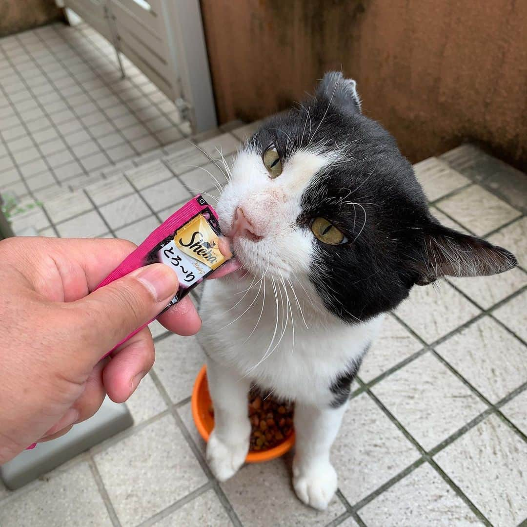 Kachimo Yoshimatsuさんのインスタグラム写真 - (Kachimo YoshimatsuInstagram)「おはようイカスミ！ Good Morning Ikasumi! 首筋をモミモミ。  #うちの猫ら #ikasumi #sotononekora #猫 #ねこ #cat #ネコ #catstagram #ネコ部 http://kachimo.exblog.jp」8月5日 10時33分 - kachimo