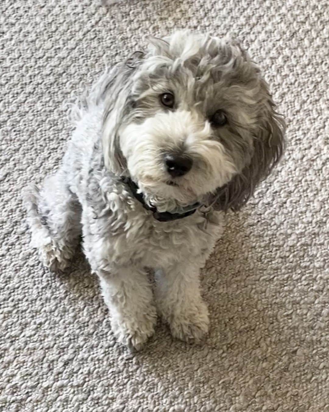 ブレッキン・メイヤーのインスタグラム：「Felt cute might pee outside later.」