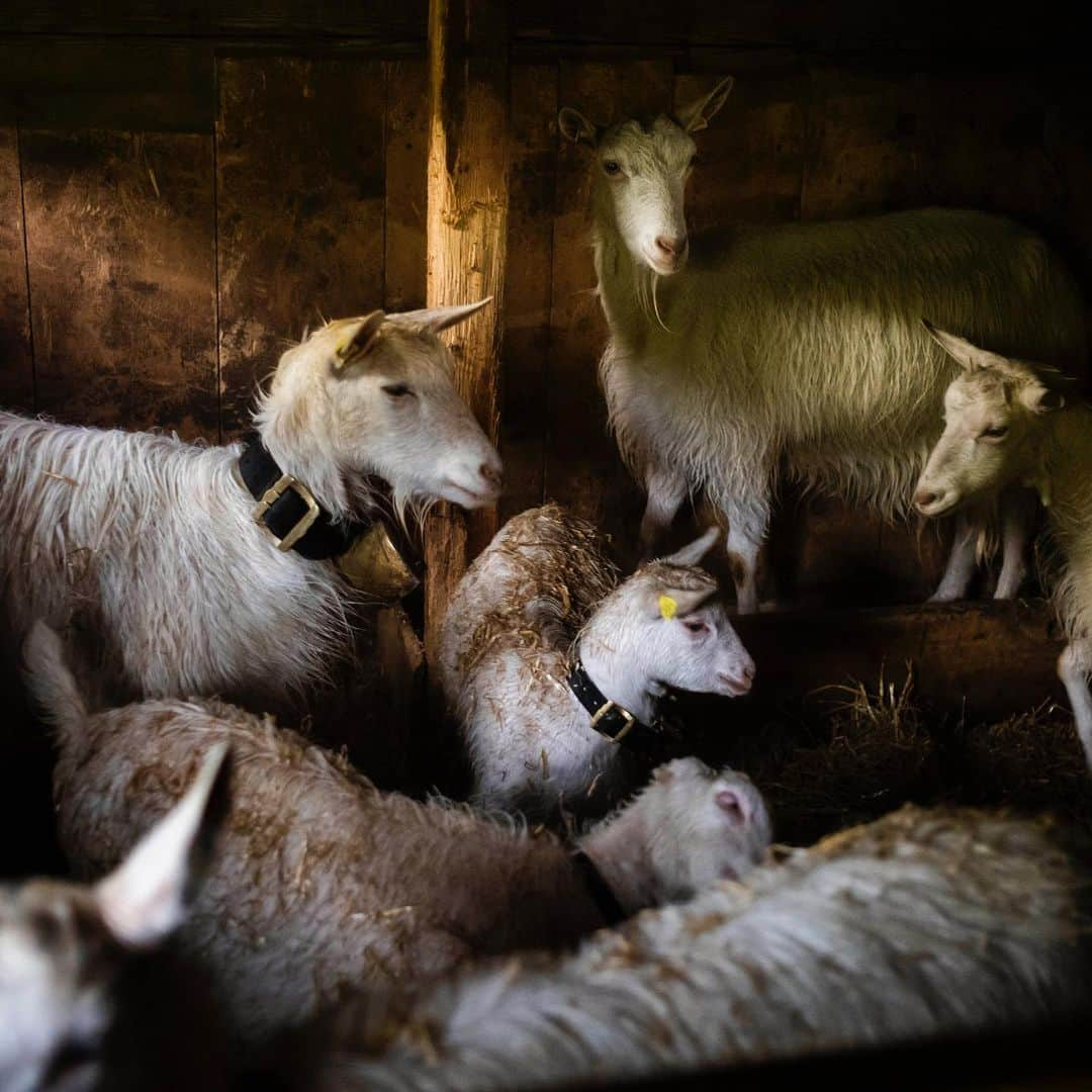 thephotosocietyさんのインスタグラム写真 - (thephotosocietyInstagram)「Photo by @dominicnahr (Dominic Nahr). Goats stay inside a dark shed as it rains on a farm in the alps in Appenzell next to the tallest mountain in this canton called the Säntis. This photograph is part of a series from my home region in the east of Switzerland. @maps.images @leica_camera_switzerland #alps #switzerland #climate #leicam10r #appenzell #home」8月5日 11時55分 - thephotosociety