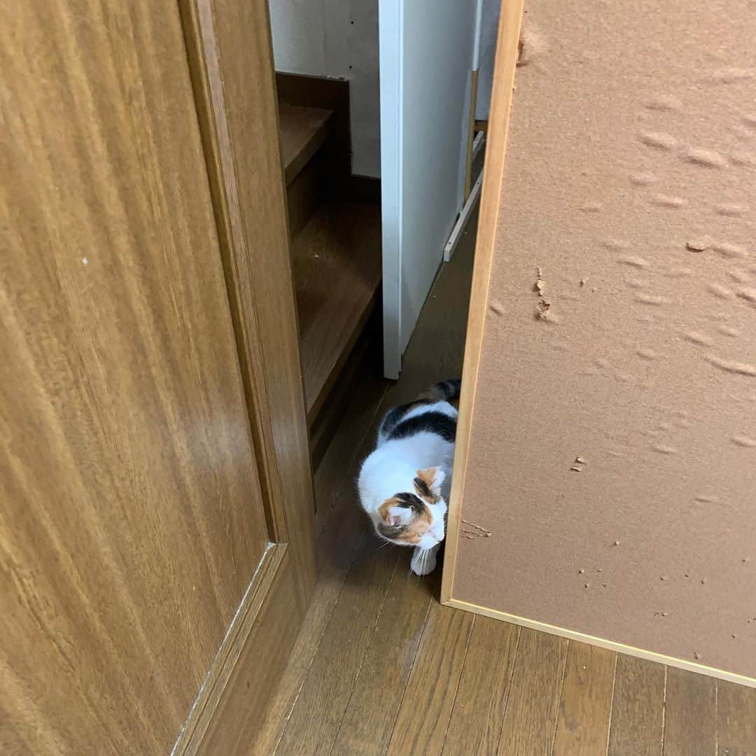 Kachimo Yoshimatsuさんのインスタグラム写真 - (Kachimo YoshimatsuInstagram)「廊下が暑かったのでドアを開けてついたてたてて、居間のクーラーの風が廊下に出るようにしてあげた。これで少しは涼しくなるだろう。  入ってくれば良いのにな。  #うちの猫ら #ミケ子 #mikeko #猫 #ねこ #cat #ネコ #catstagram #ネコ部 http://kachimo.exblog.jp」8月5日 12時22分 - kachimo