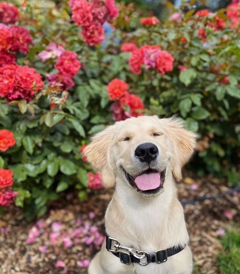 Portlandさんのインスタグラム写真 - (PortlandInstagram)「You too will be smiling this big when you see all the roses at the International Rose Test Garden! - 📷: @mildred_thegolden  📍: International Rose Test Garden #Portland #PortlandNW #PDX #RoseCity」8月5日 12時31分 - portland