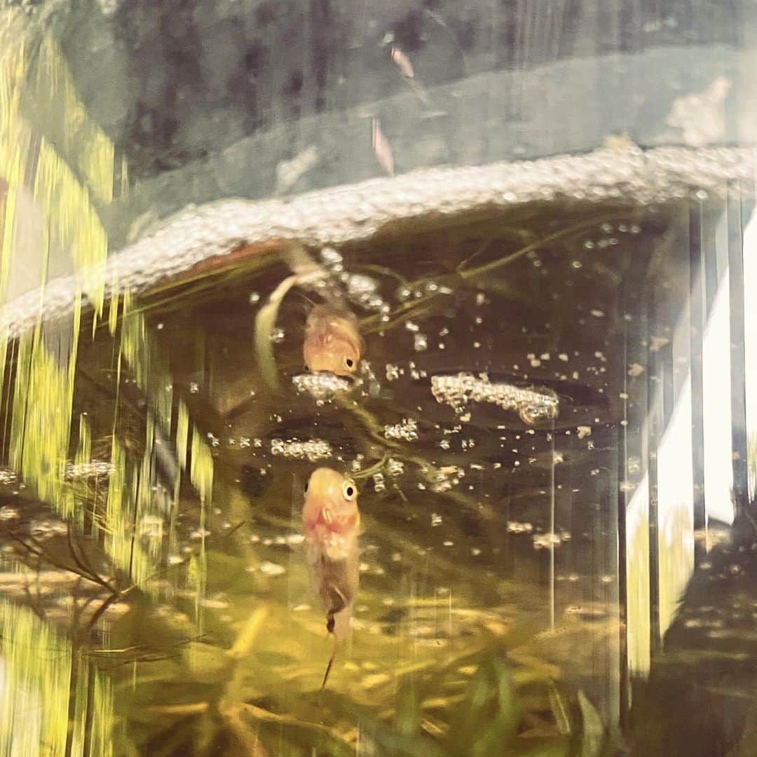 TOGGYさんのインスタグラム写真 - (TOGGYInstagram)「ボナセーラ！子金魚です。  白く変態しました。  食べ盛りデス‼️」8月5日 13時24分 - dj_toggy