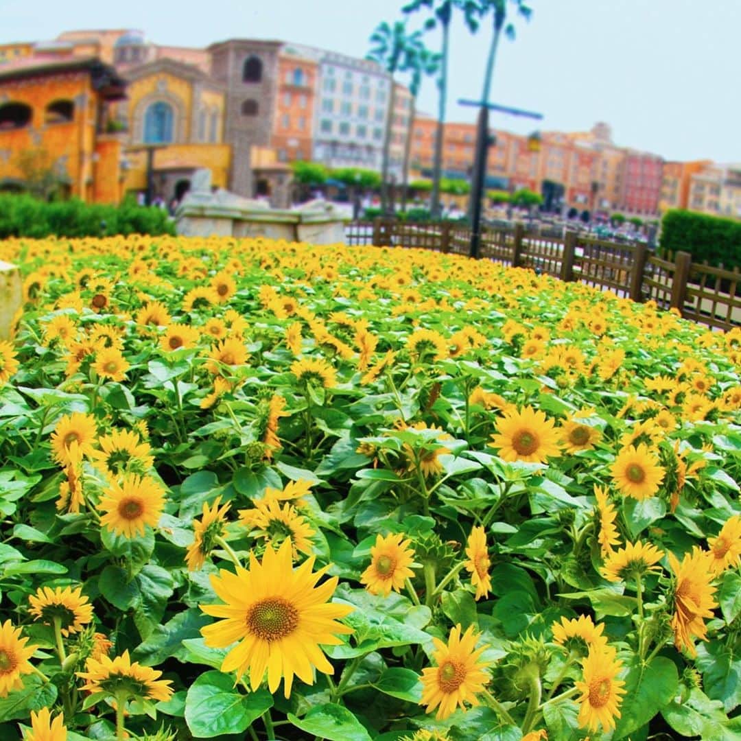 のインスタグラム：「Sunflowers to brighten your day! 夏の空に向かって🌻☀️ #sunflower #mediterraneanharbor #tokyodisneysea #tokyodisneyresort #ひまわり #向日葵 #メディテレーニアンハーバー #東京ディズニーシー #東京ディズニーリゾート」