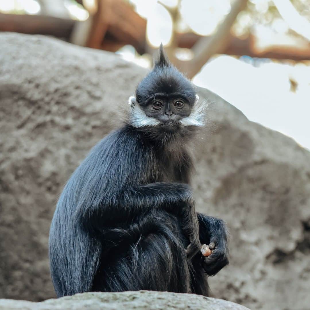 タロンガ動物園さんのインスタグラム写真 - (タロンガ動物園Instagram)「Any ideas what this species of monkey is? Submit your answer in the comments below! 🐒🐒  📷 courtesy of @courtneyblackman.jpeg  #forthewild #namethisanimal」8月5日 14時00分 - tarongazoo