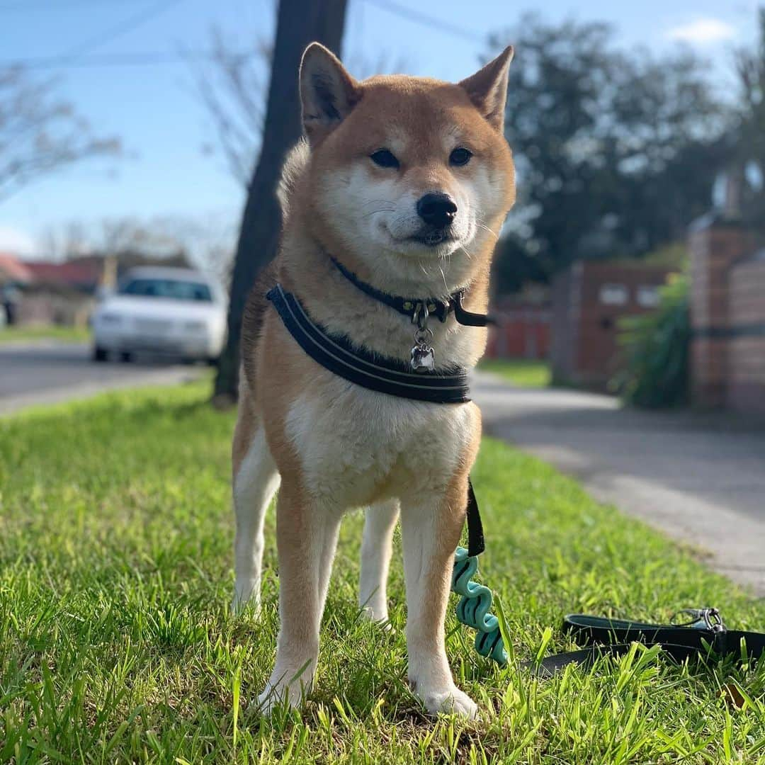 Shibainu Pontaさんのインスタグラム写真 - (Shibainu PontaInstagram)「ぽんしゃん足長い😶  . #柴犬#ぽん太#メルボルン#オーストラリア#ふわもこ部#Melbourne#Australia#shiba#shibainu#ponta#kawaii#inu#Japanesedog#海外生活#doggy#日本#墨爾本#shiba_snap」8月5日 14時01分 - pontasyk