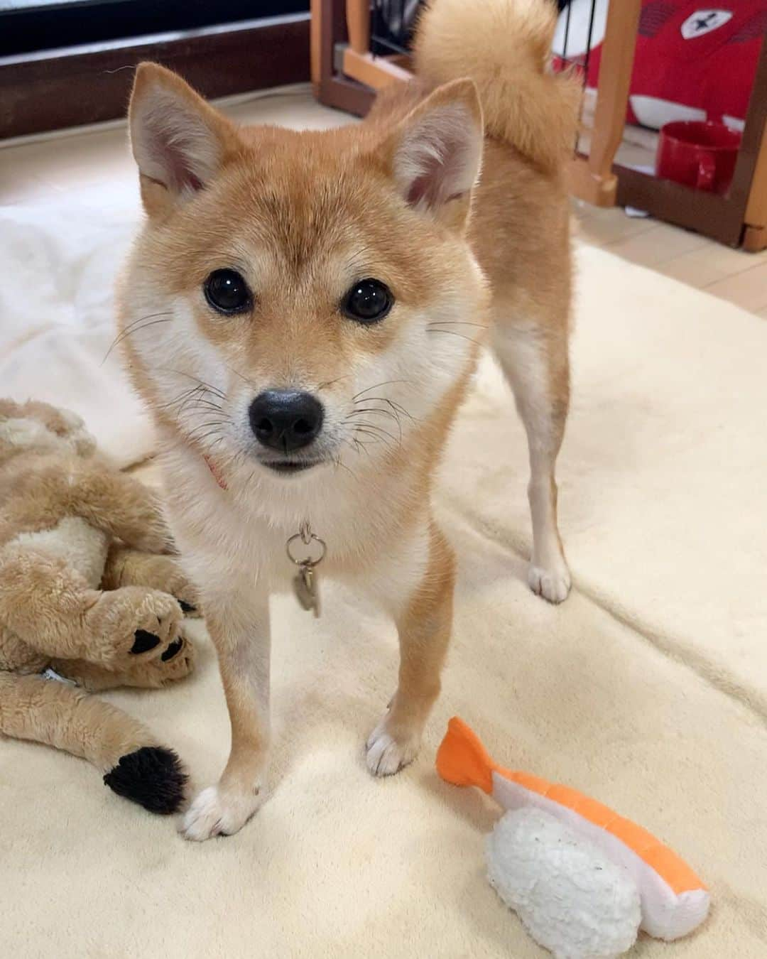 豆柴 サニーちゃんさんのインスタグラム写真 - (豆柴 サニーちゃんInstagram)「. . HELLO〜こんにちわんでちゅ🐶🍣🦐 . 🐶えびのにぎり、どおじょ . . #ラムのはいどおぞ #お寿司 #海老の握り #sushitime🍣 #japanesefood #まゆげ犬 . #柴犬#豆柴 #赤柴#豆柴子犬 #まめしば#いぬのきもち#ふわもこ部 #サンデイ#サンデイいぬ組#anicas#shiba_snap #shibainu#shiba#mameshiba#shibastagram #mameshibapuppy#shibapuppy #豆柴サニーちゃん#豆柴ラムちゃん#さにらむたん #さにらむ2020」8月5日 14時04分 - sunny_rei_32