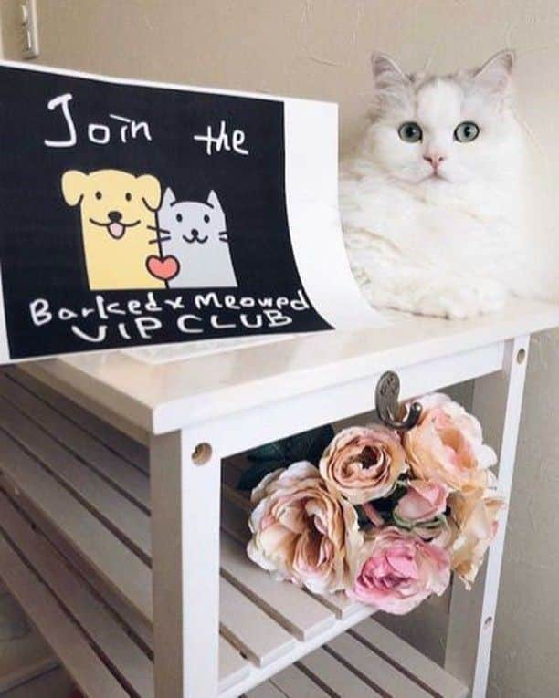 Aww Clubさんのインスタグラム写真 - (Aww ClubInstagram)「Join the “Barked X Meowed VIP Club” for monthly rewards! 🐾 Refer your friends to join for a chance to win an extra $100 Amazon Gift Card!⠀⠀ ⠀⠀ 🎁 Tap the link in bio and join the “Barked X Meowed VIP Club” now!⠀⠀ ⠀⠀ 📷@felirafelira⠀⠀ ⠀⠀ #meowed #barkedmeowedvip #felirafelira #Rewards #Gift #members #VIP #japan #🇯🇵」8月6日 2時00分 - meowed