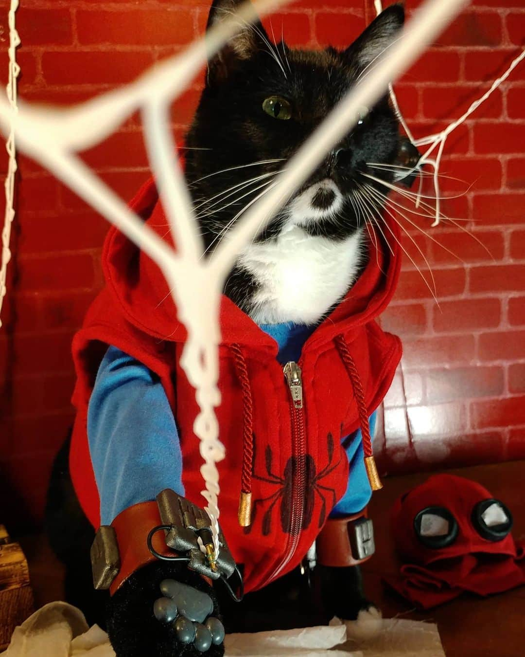 猫コスプレさんのインスタグラム写真 - (猫コスプレInstagram)「The eternal struggle. Chase the bad guys, or chase your strings of webbing.  #SpiderMan  . . . . . . #spidercat #spidermanfans #spidermancosplay #catcosplay #cosplay #cosplayer #cat #catcostume #catsinclothes #catsofinstagram #catstagram #petclothes #PetCostume #mcu #mcucosplay #marvelcosplay #Marvel」8月6日 0時49分 - cat_cosplay