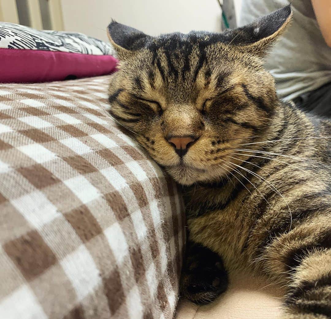 Musashiさんのインスタグラム写真 - (MusashiInstagram)「夜ムサシ。おやすみなさい。Nighty night. #musashi #mck #cat #キジトラ #ムサシさん #ねこすたぐらむ #musashi_the_cat」8月6日 0時53分 - _daisy