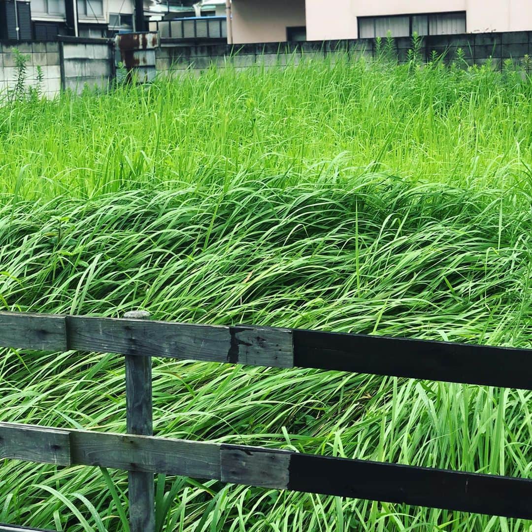 岡田育さんのインスタグラム写真 - (岡田育Instagram)「#Tokyo #vacantlot #wildgrown #summer2020 #東京 #空き地 #野生の #梅雨明け #夏ですね」8月6日 0時57分 - okadaic