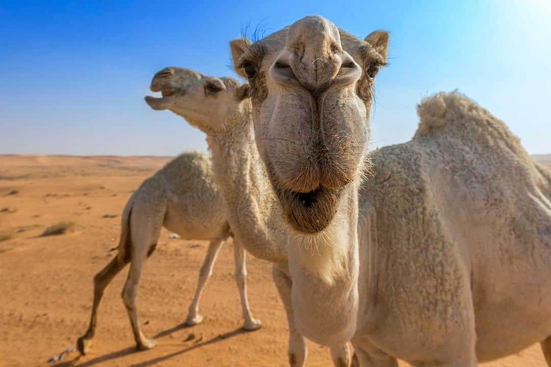 アニマルプラネットさんのインスタグラム写真 - (アニマルプラネットInstagram)「Guess what day it is?!?!?!?!  . . . . . . #camel #humpday #wednesday #desert #animalplanet #photooftheday #pictureoftheday」8月6日 1時00分 - animalplanet