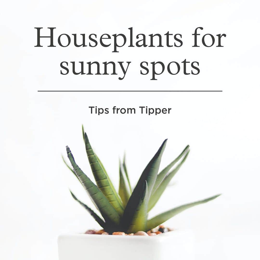 Neal's Yard Remediesさんのインスタグラム写真 - (Neal's Yard RemediesInstagram)「Houseplants for sunny spots 🌿Tips from Tipper 💚」8月6日 1時16分 - nealsyardremedies