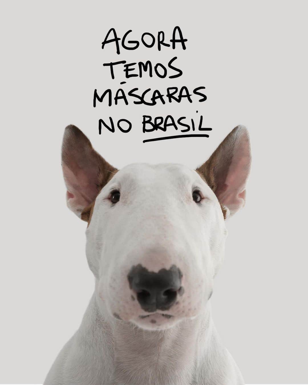 ラファエルのインスタグラム：「ha 2 meses eu fiz as mascaras do Jimmy pra vender pro mundo todo. ao mesmo tempo que eh maravilhoso saber que alguem do japao, finlandia ta querendo comprar, eh muito dificil encontrar uma empresa que produza la fora e entregue aqui com preços justos (a gente sabe como ta o dolar, a gente sabe o tanto de imposto e burocracia que tem pra comprar coisa de outro pais). Da mesma forma, eh dificil achar uma empresa no br que tenha site ingles e que entregue em todos os paises la fora. Enfim... tudo isso pra dizer que as mascaras do Jimmy estao agora sendo fabricadas e distribuidas por uma empresa brasileira 🙏 . Nao quero ganhar dinheiro, não vou ficar com nada. TODA A MINHA ARRECADAÇAO vai ser destinada a minha ong do coracao @amparanimal que ajuda mais de 10.000 bichos todo mes. Obrigado tambem a @abrakadabraoficial que fez isso acontecer 🖤 Conto com a ajuda de vcs 🤘 << o link ta na bio >>. . . if you are out of brazil, send me a DM and I will give you the link to purchase it.」