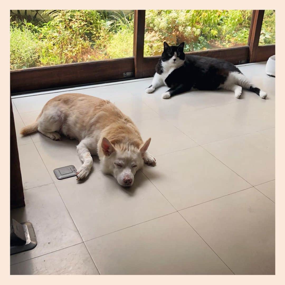 パンといっぴきのインスタグラム：「#元保護犬 #雑種犬 #犬と猫 #元保護猫 #白黒猫 #ハチワレ #blackandwhitecat #crossbreed #tuxedocat #mixdog #catanddog #眠る犬　#sleepingdog #キップル14歳」