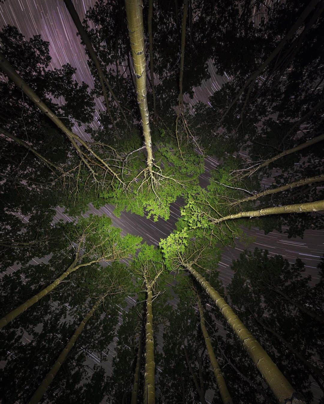 National Geographic Travelさんのインスタグラム写真 - (National Geographic TravelInstagram)「Photos by @michaelclarkphoto  Stars shine through the aspen forest canopy just off Last Dollar Road near Telluride, Colorado. This is what happens when you get a little whacky with light painting at 2 a.m. I always love the view of the sky looking straight up through a canopy of aspens, and I have photographed that view often, as have many others. Here I was trying to do something different. I captured this image both with the stars as pinpoint lights in the sky (as in the first image) and also as streaks using a long exposure. I'm not sure which one is better. To light the center part of the image, I used a small headlamp. #aspens #underthestars #colorado #lastdollarroad #batman」8月6日 1時33分 - natgeotravel