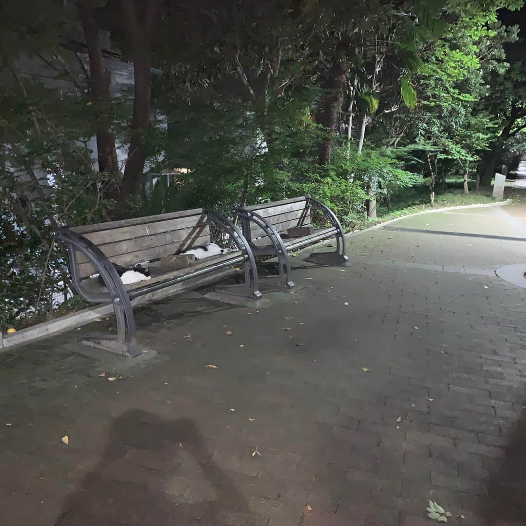 堀内貴司さんのインスタグラム写真 - (堀内貴司Instagram)「‪誰もいない公園で気配を感じ、ふと目をやると主達が。。。‬ ‪堂々と寝ていてかっこいい。‬  ‪#夏の夜 ‬ ‪#堀内馬鹿祭 ‬」8月6日 1時52分 - slamhoriuchi