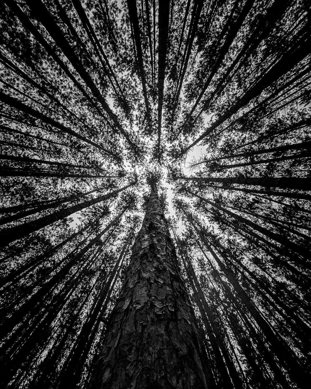 のインスタグラム：「poison oak」