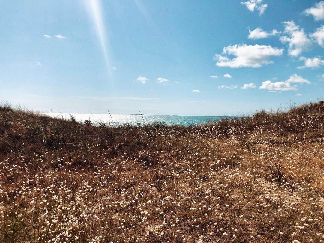 シグリッド・アグレンさんのインスタグラム写真 - (シグリッド・アグレンInstagram)「Normandy summers ☀️🌊🌼💙 #normandie #naturelovers #oceanview #oceanlife」8月5日 17時05分 - sigridagren