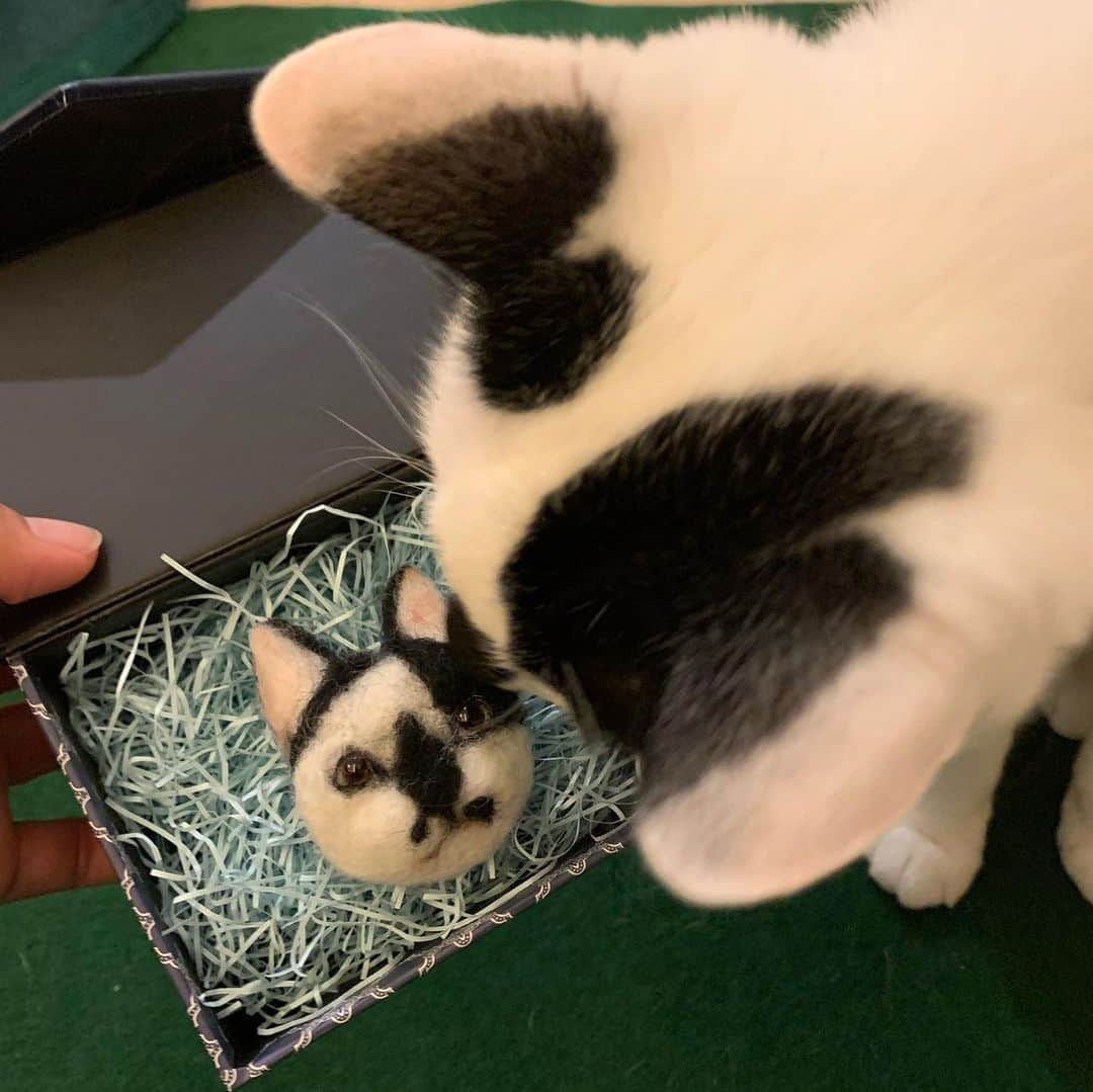 乗富結さんのインスタグラム写真 - (乗富結Instagram)「. ストーリーでもアップしましたが、かなちゃん @kana._.0616 のお母さんがとってもかわいいフェルトバッジを作ってくれました！！！ ごましおそっくり😭😭😭すごすぎる😭😭 大切に飾らせていただきます！ ありがとうございました！！！ . #フェルトバッジ #猫」8月5日 17時08分 - yui0919golf