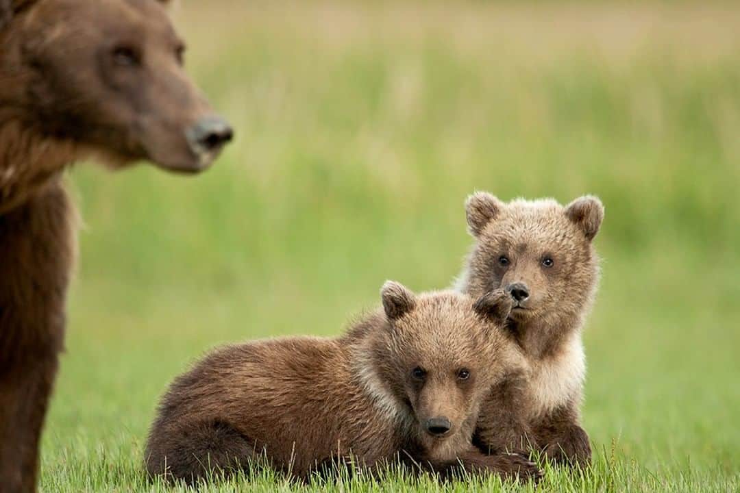 National Geographic Travelさんのインスタグラム写真 - (National Geographic TravelInstagram)「Photo by @daisygilardini  Coastal grizzly bears in Alaska’s Lake Clark National Park live in strict harmony with the ocean. During spring the bears graze like livestock at pasture. They’re particularly fond of the new, fresh sedges. In the summer and fall the ocean is their main source of protein. At low tide they like to scout the mudflats in search of clams. In the fall, when they have to build up the fat necessary for hibernation, they gather in river estuaries to gorge on salmon. Follow me @DaisyGilardini for more images and stories behind the scenes. #grizzlybear #brownbear #motherhood  #LakeclarkNationalpark #Alaska」8月5日 17時08分 - natgeotravel