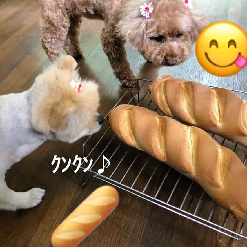 中野佑美のインスタグラム：「. . ココなっつと🥖😋 . .  暑いですね〜😡💦 こんな日は　すぐに発酵してくれるんです！ . 久しぶりにソフトフランスパン焼いてみました🥖 う〜ん　いい香りだね♪ . . ココなっつ🥖に近い近ーいよ笑😆  . . . #ココなっつ  #きょうのわんこ  #といぷーどる  #ぽめらにあん  #いやしわんこ  #わんこのいる生活  #いぬのいる暮らし  #手作りぱん  #ぱんづくり  #夏は発酵はやいわー」