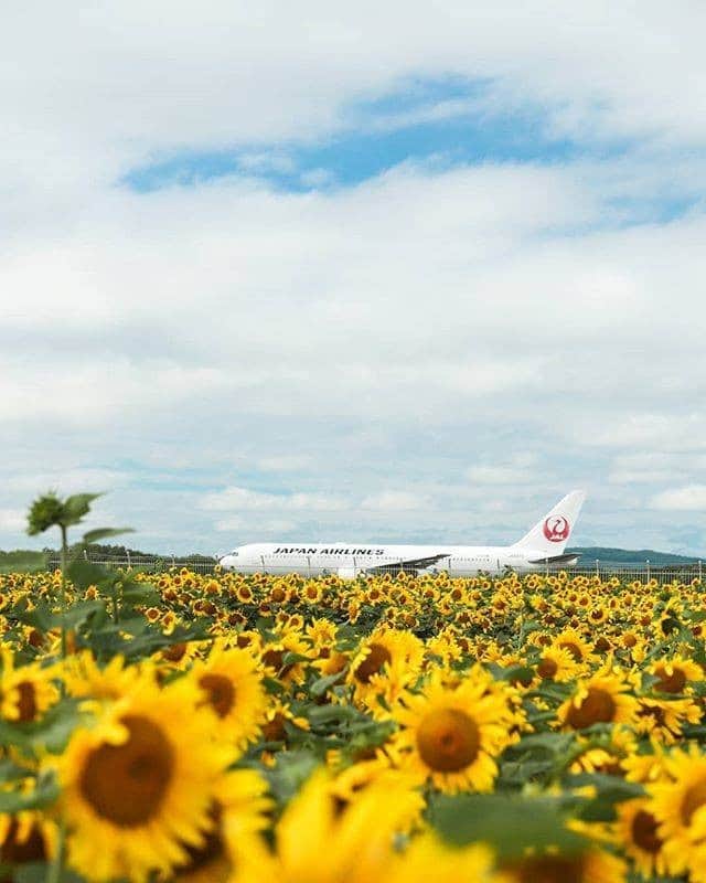 のインスタグラム：「. Do you have a favorite scene from nature?  1. Colorful fields of flowers 2. Thunderous waterfalls bustling with energy 3. Breathtaking rock formations sculpted by nature #AmazingAugust  自然がつくるどの景色が好きですか？ コメントで番号を教えてください✈︎ . 1.色鮮やかな一面の花畑🌻 2.大地のエネルギーを感じる壮大な滝✨ 3.岩がつくりだすアートな渓谷🌏 . . Photo by @eostk1222 Post your memories with #FlyJAL  #JapanAirlines #travel #airplane #travelawesome #momentofmine」